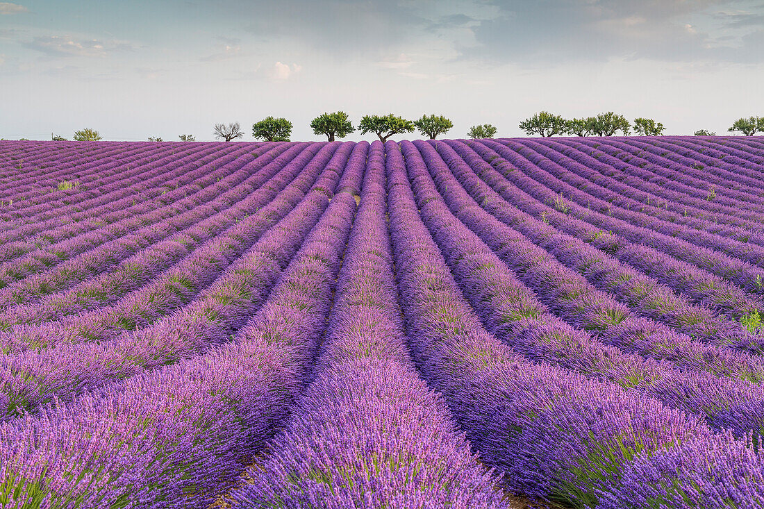 Lavender raws and trees, Plateau de Valensole, Alpes, de, Haute, Provence, Provence, Alpes, Cote d'Azur, France, Europe