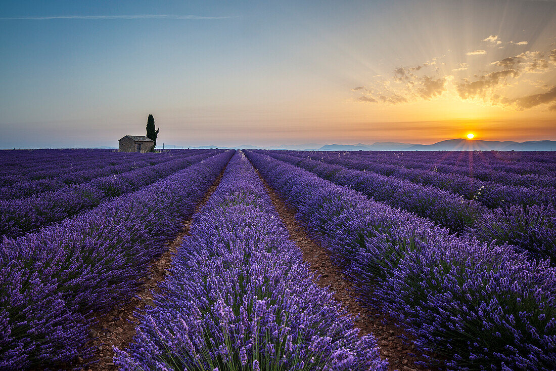Lavender raws and house at dawn, Plateau de Valensole, Alpes, de, Haute, Provence, Provence, Alpes, Cote d'Azur, France, Europe