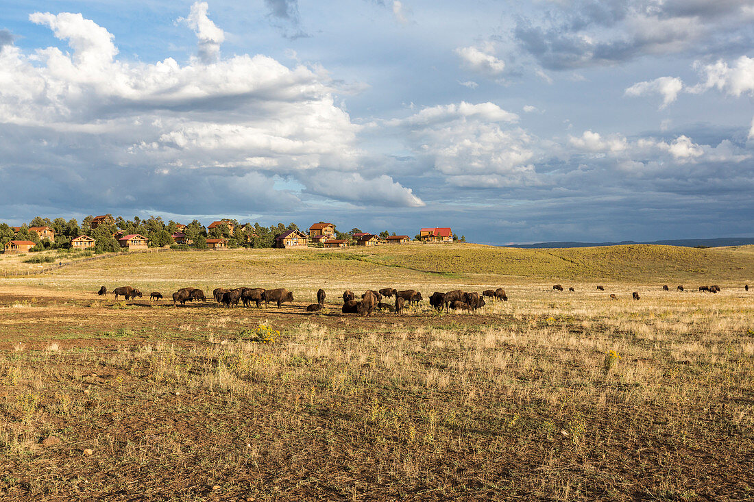 Rural landscape with bisons, Utah, USA