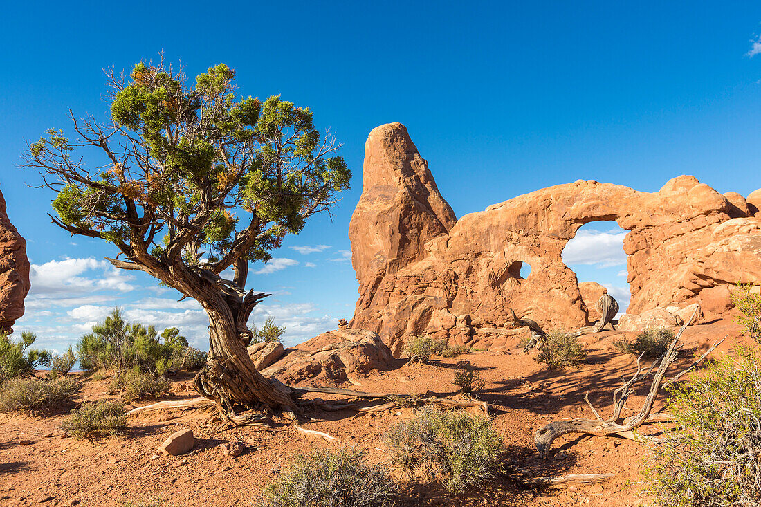 Tree in front of Turret Arch, Arches National Park, Moab, Grand County, Utah, USA
