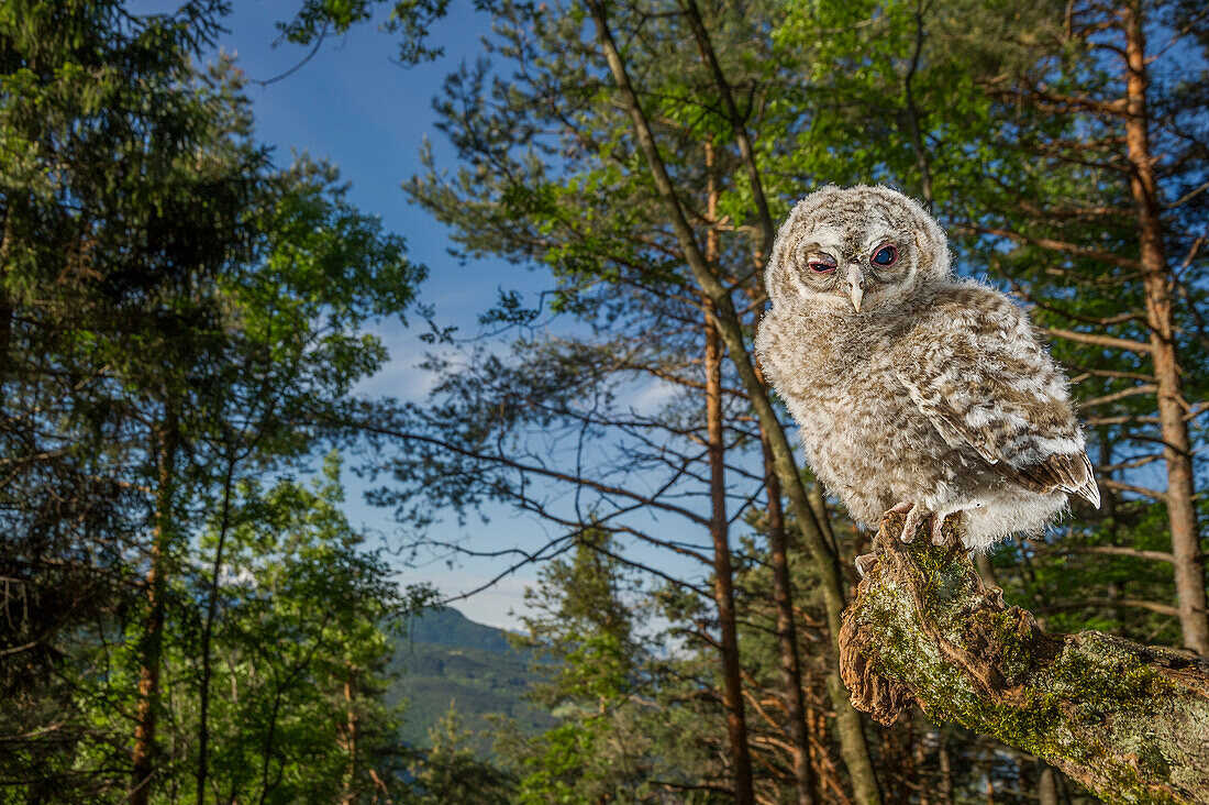 Baby tawny owl in the woods, Trentino Alto, Adige, Italy