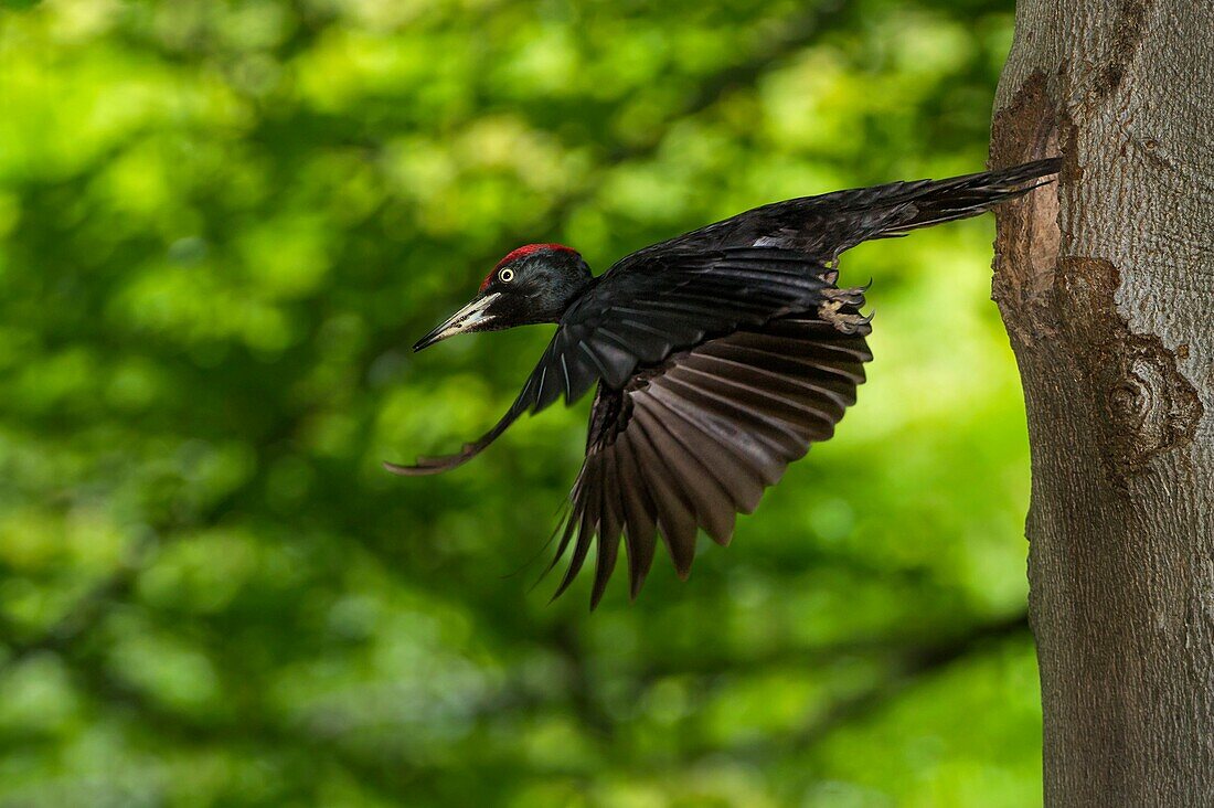 black woodpecker in flight, Trentino Alto, Adige, Italy