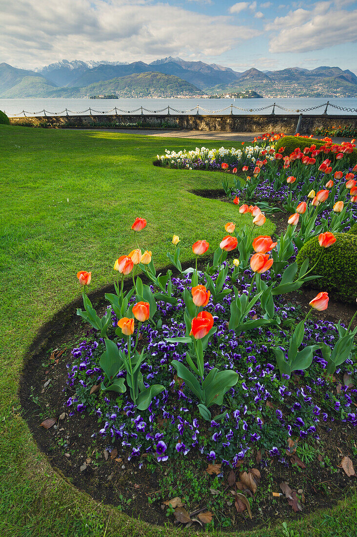 Villa Pallavicino, Stresa, Lake Maggiore, Piedmont, Italy, Tulips in bloom in garden on the lake front