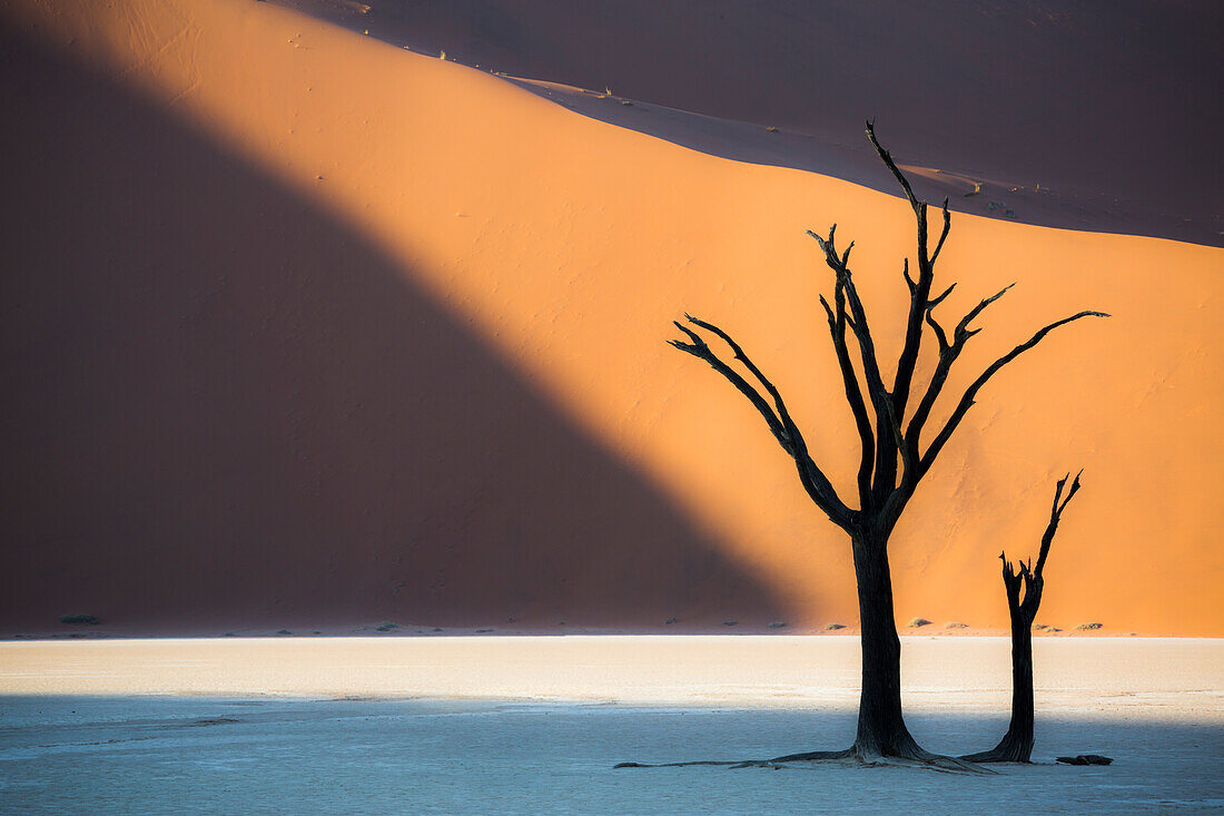Dead acacia trees in the Deadvlei valley at sunset with red dunes in the background hit by the sunlight, Sossusvlei, Namibia