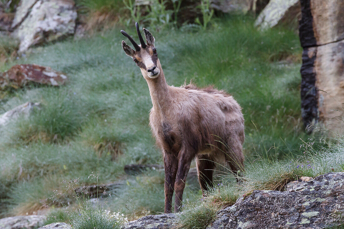 Lombardy, Italy, Chamois