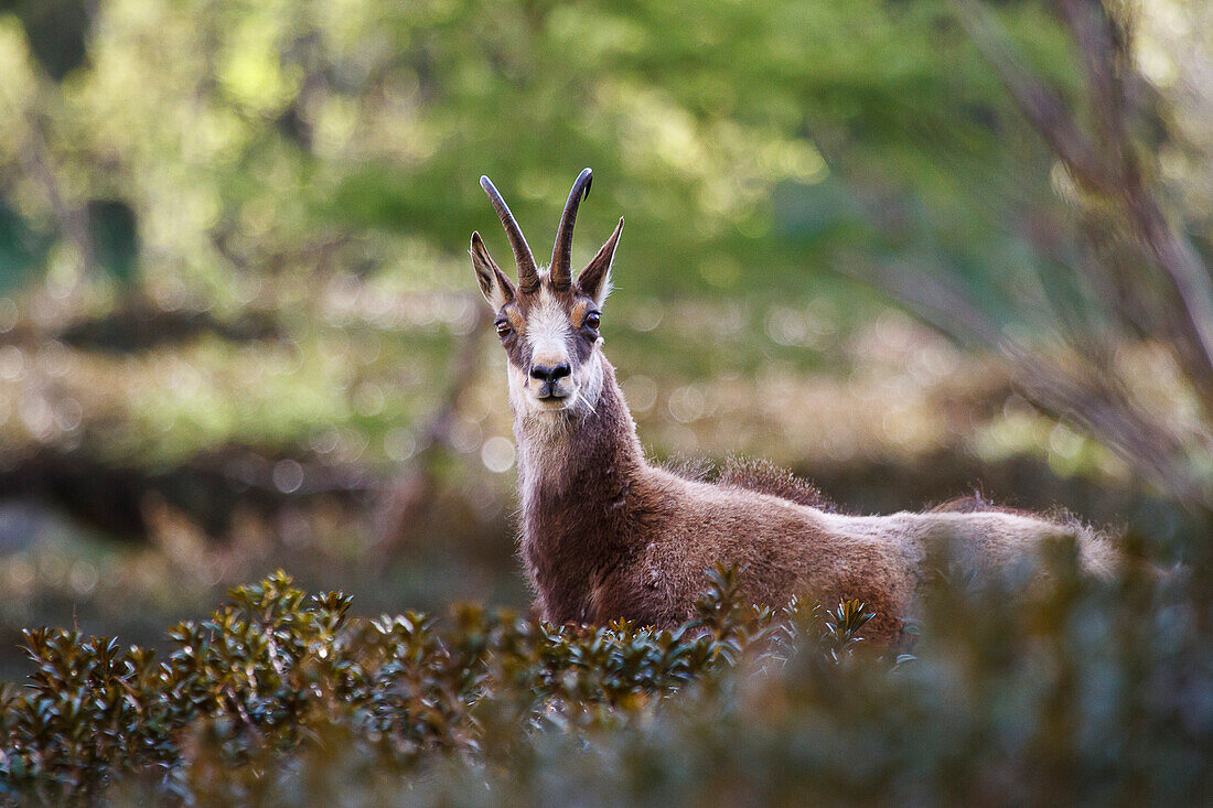 Lombardy, Italy, Chamois