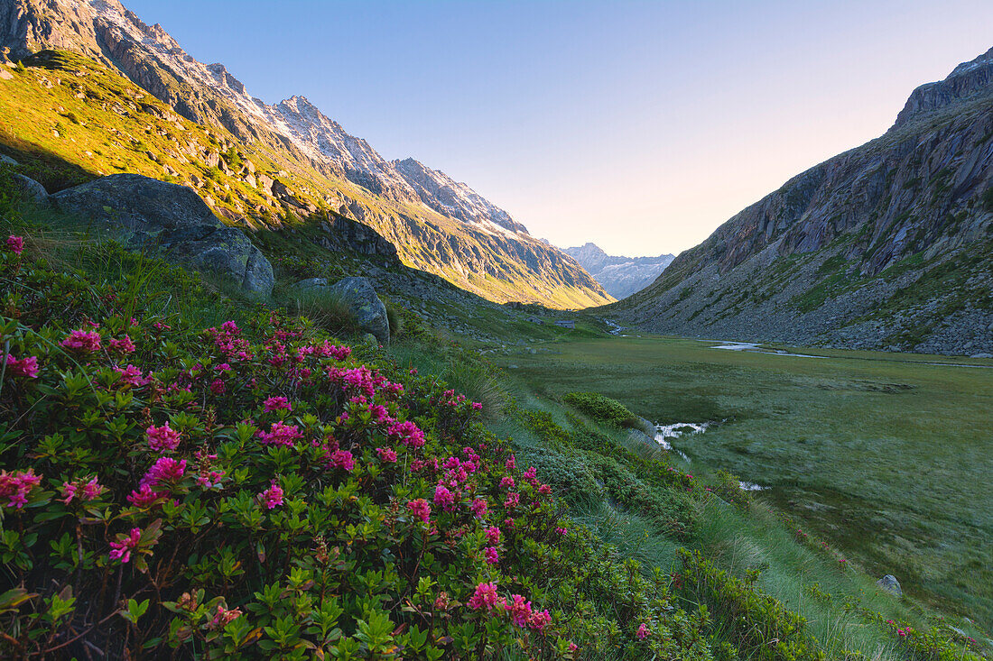 Rhododendrons in Adame' valley, Adamello park, Brescia Province, Lombardy, Italy