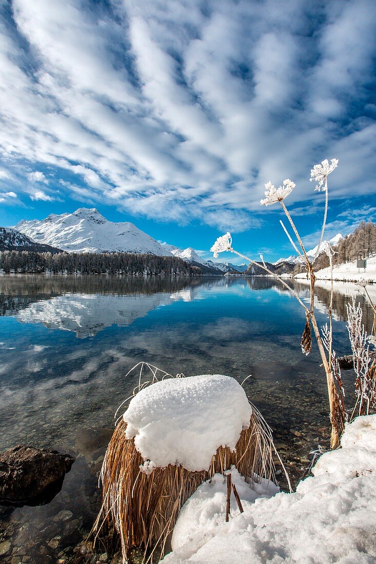 Hoarfrost on the banks of Lake Sils, Engadine, Switzerland