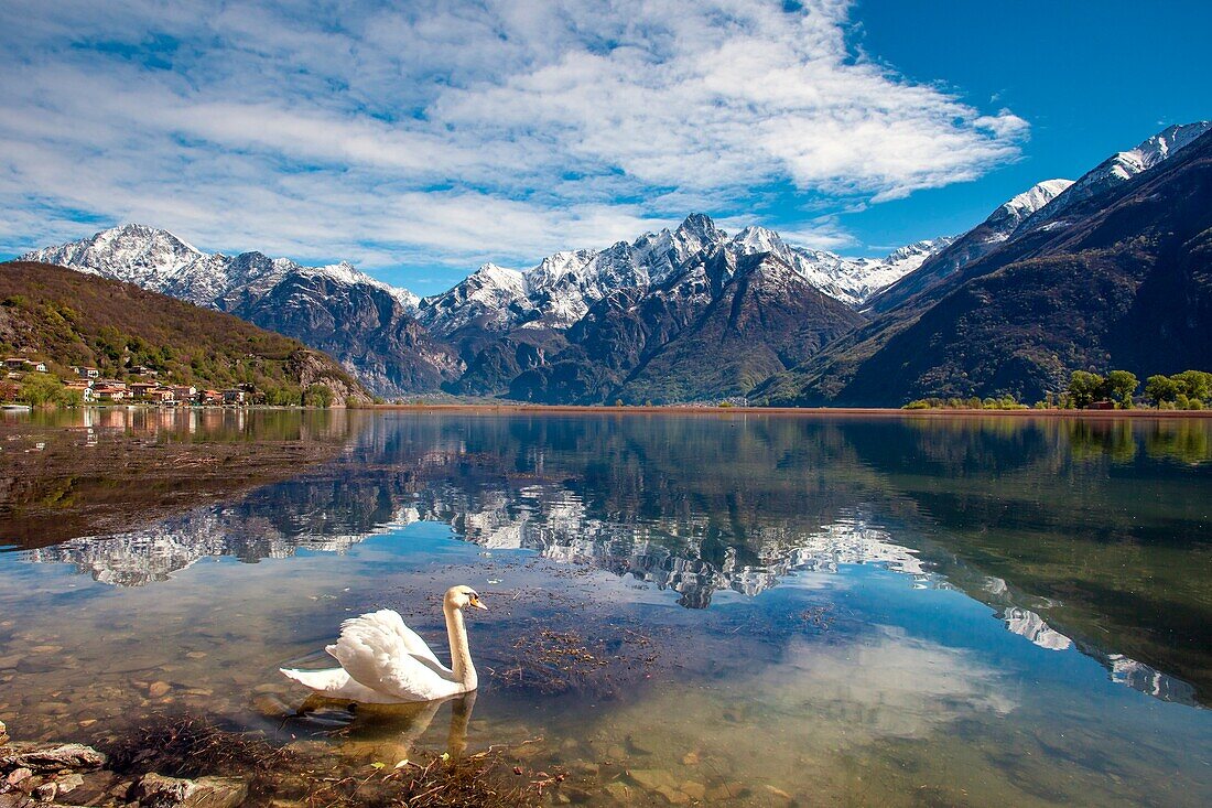A solitary swan gliding in the Lake in Novate Mezzola whose waters reflect the granitic Sasso Manduino, Valchiavenna, Italy