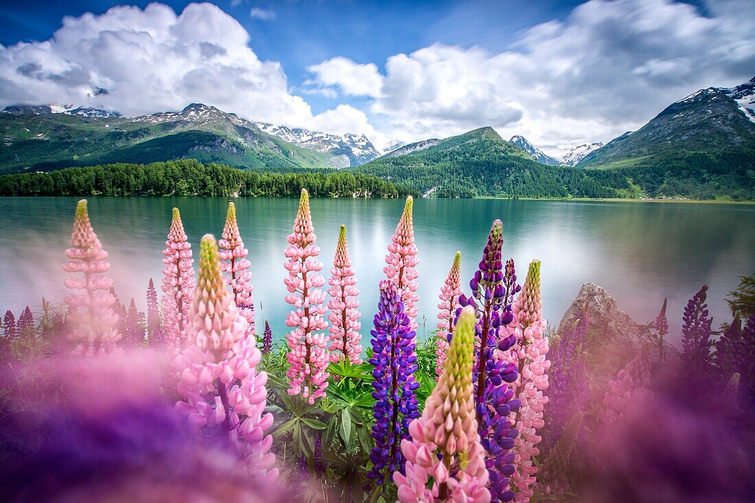 Lupins in bloom on the shores of the Lake of Sils shaken by a strong wind, Sils, Engadine, Canton of Graubunden, Switzerland
