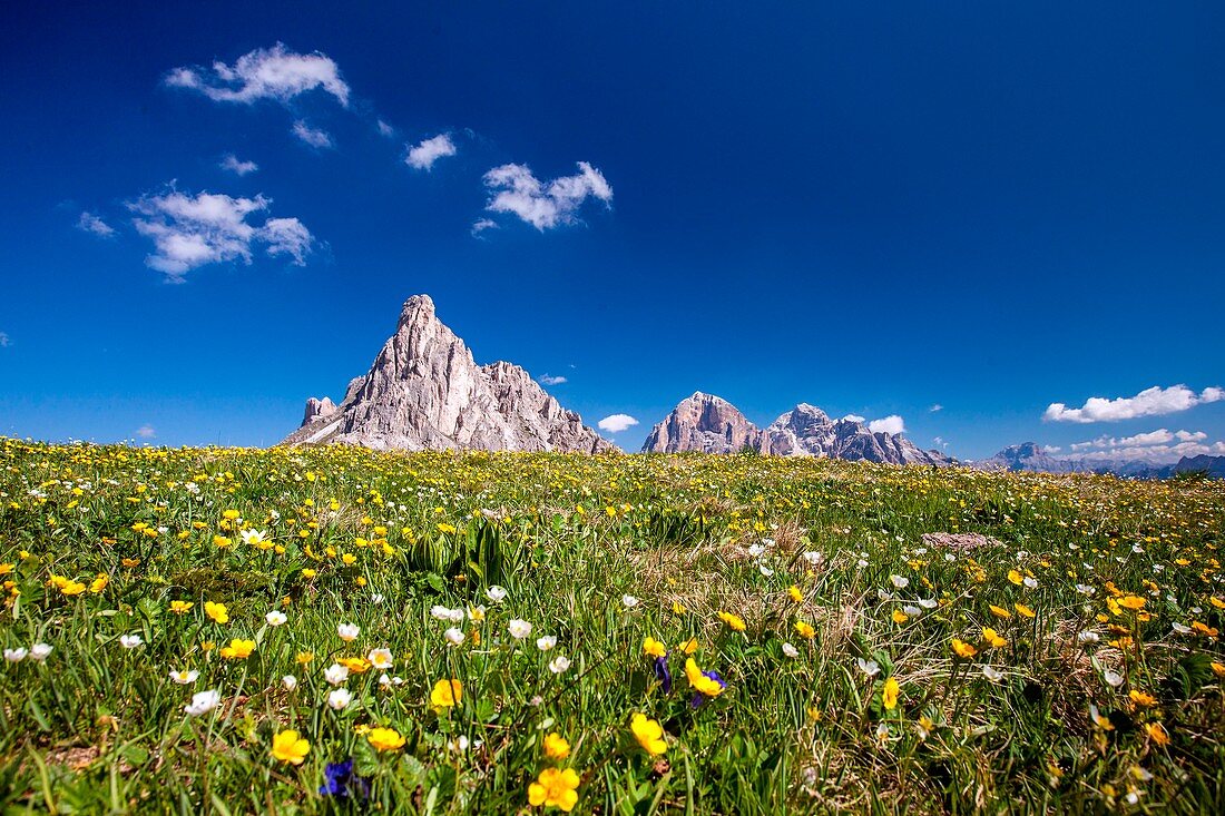 Flower carpet at Giau Pass with the peaks of Gusela and Tofane, Giau Pass, Cortina d'Ampezzo, Veneto Italy Europe