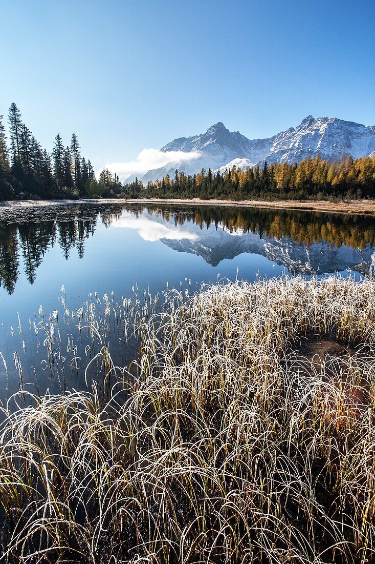 Grass covered in frost on the shores of Entova Lake, Valmalenco, Valtellina, Lombardy, Italy Europe