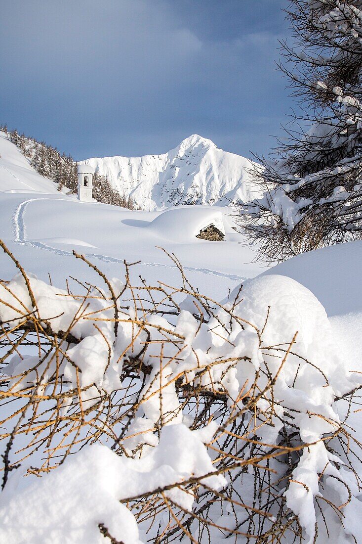 Larch curved by the snow fallen during the winter, Alpe Scima, Valchiavenna, Valtellina Lombardy Italy Europe