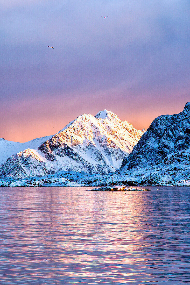 The colors of dawn light up the sea in Henningsvaer fjord, Lofoten Islands, Norway, Europe