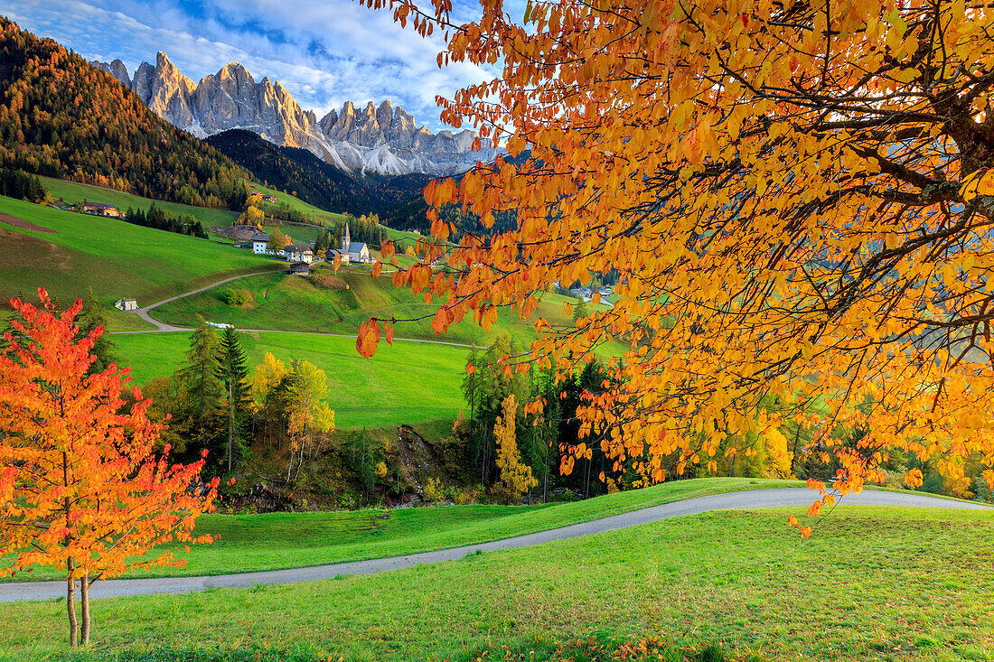 Red cherry trees in autumn color the country road around St, Magdalena village, In the background the Odle Mountains, South Tyrol