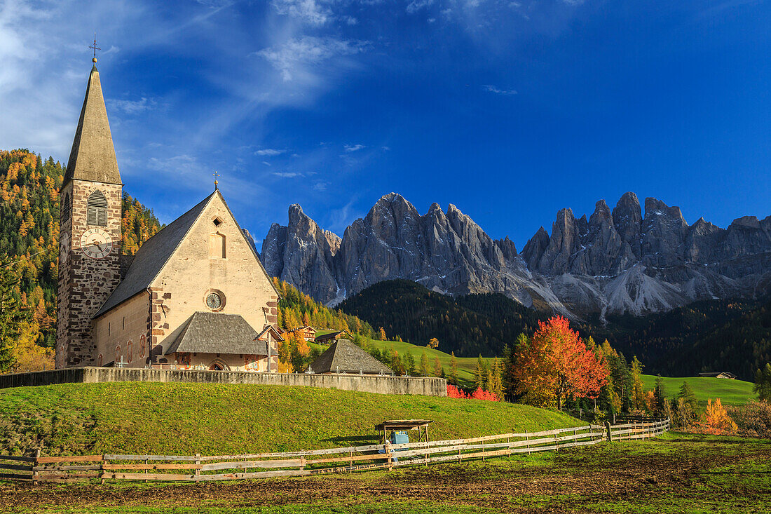 Church of St, Magdalena immersed in the colors of autumn, In the background the Odle Mountains, Val di Funes, South Tyrol