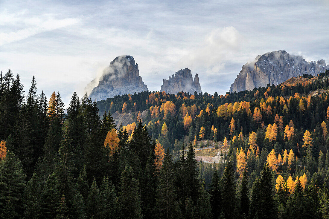Colorful woods in autumn around Sassopiatto and Sassolungo, Dolomites Trentino Alto Adige Italy Europe