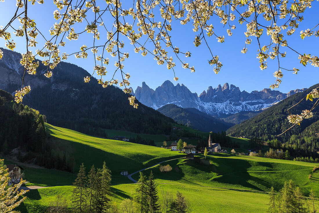 Flowering frames the village of St, Magdalena and the Odle group, Funes Valley South Tyrol Dolomites Italy Europe