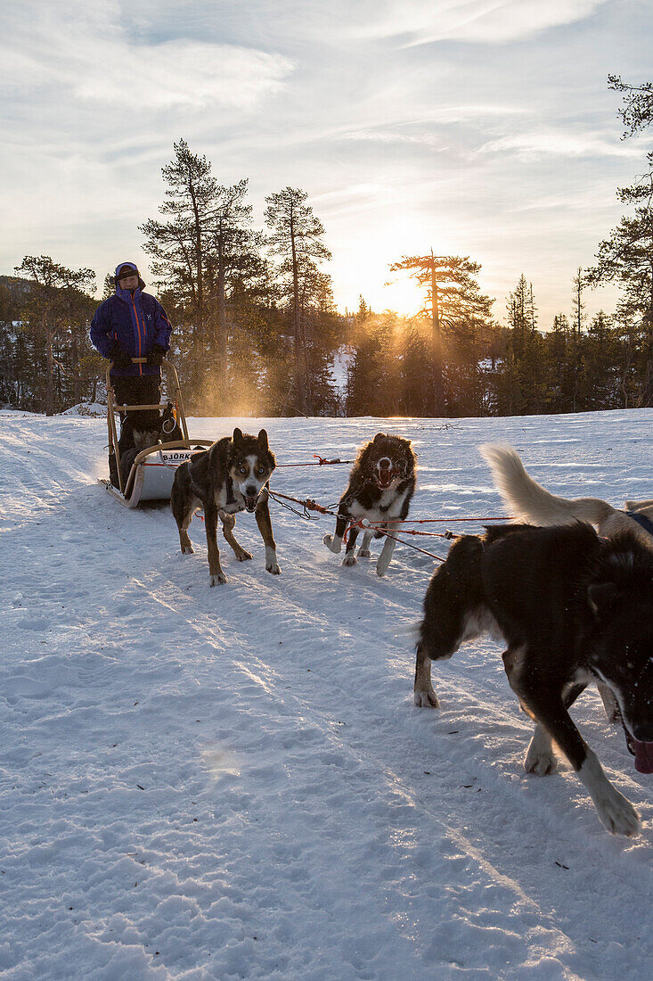 Dogsledding in the snowy landscape Meraker Tr+©ndelag Norway Europe