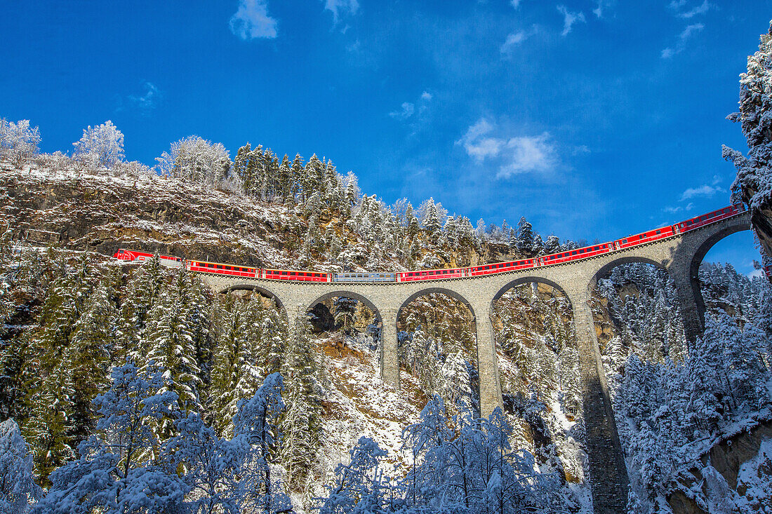 Bernina Express passes through the snowy woods Filisur Canton of Grisons Switzerland Europe