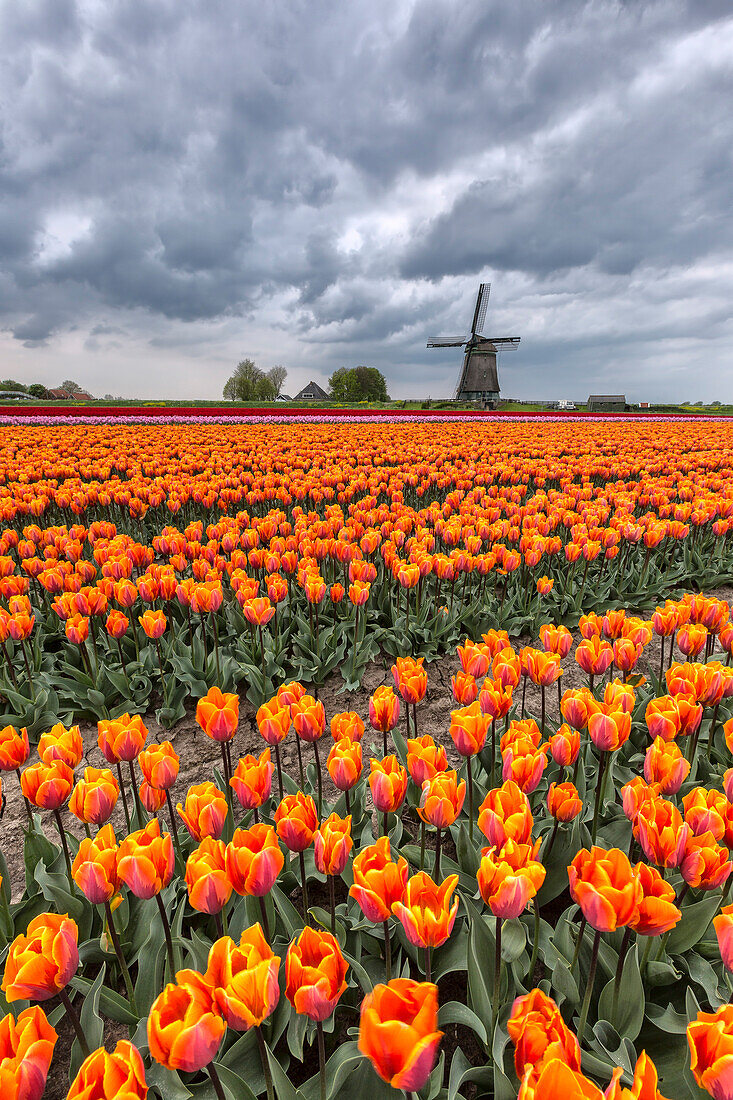 Dark clouds on fields of multicolored tulips and windmill Berkmeer Koggenland North Holland Netherlands Europe