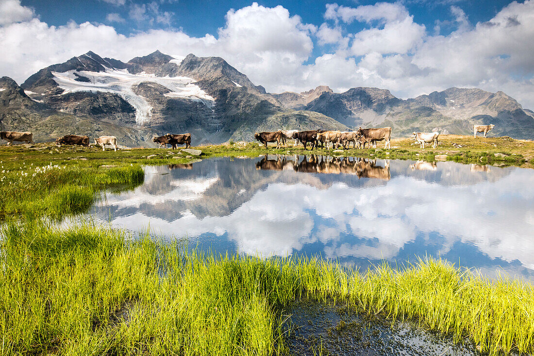 Cows on the shore of the lake where high peaks and clouds are reflected Bugliet Valley Bernina Engadine Switzerland Europe