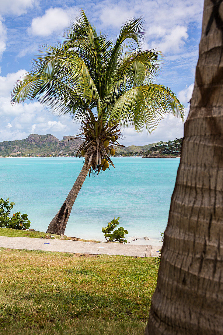 Palm trees and fine sand surrounded by Caribbean Sea Ffryes Beach Sheer Rocks Antigua and Barbuda Leeward Island West Indies