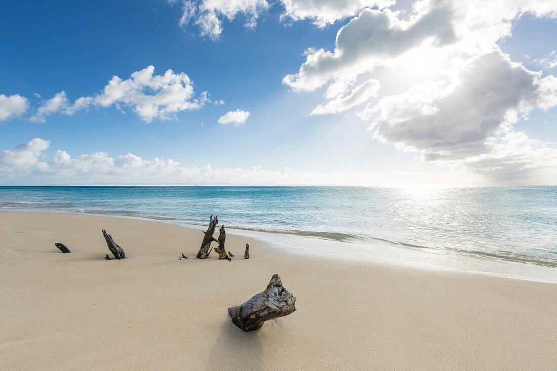 Tree trunks on the beach framed by the crystalline Caribbean Sea Ffryers Beach Antigua and Barbuda Leeward Islands West Indies