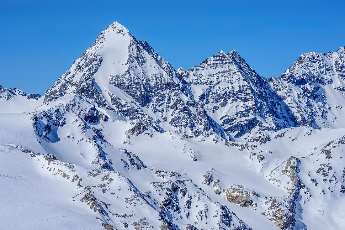 Koenigsspitze and Zebru, from Cima Marmotta, valley Martelltal, Ortler range, Vinschgau, South Tyrol, Italy