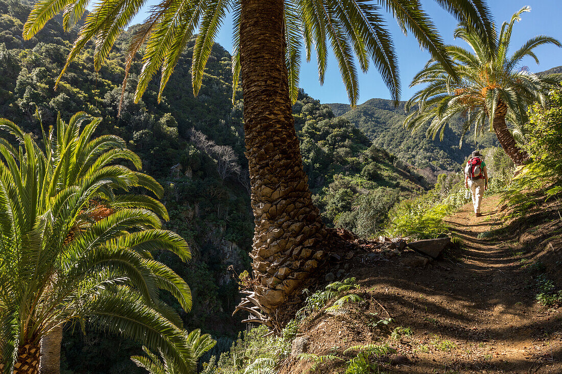 walking track, date palms, landscape, tramper, side valley near Vallehermoso, La Gomera, Canary Islands, Spain