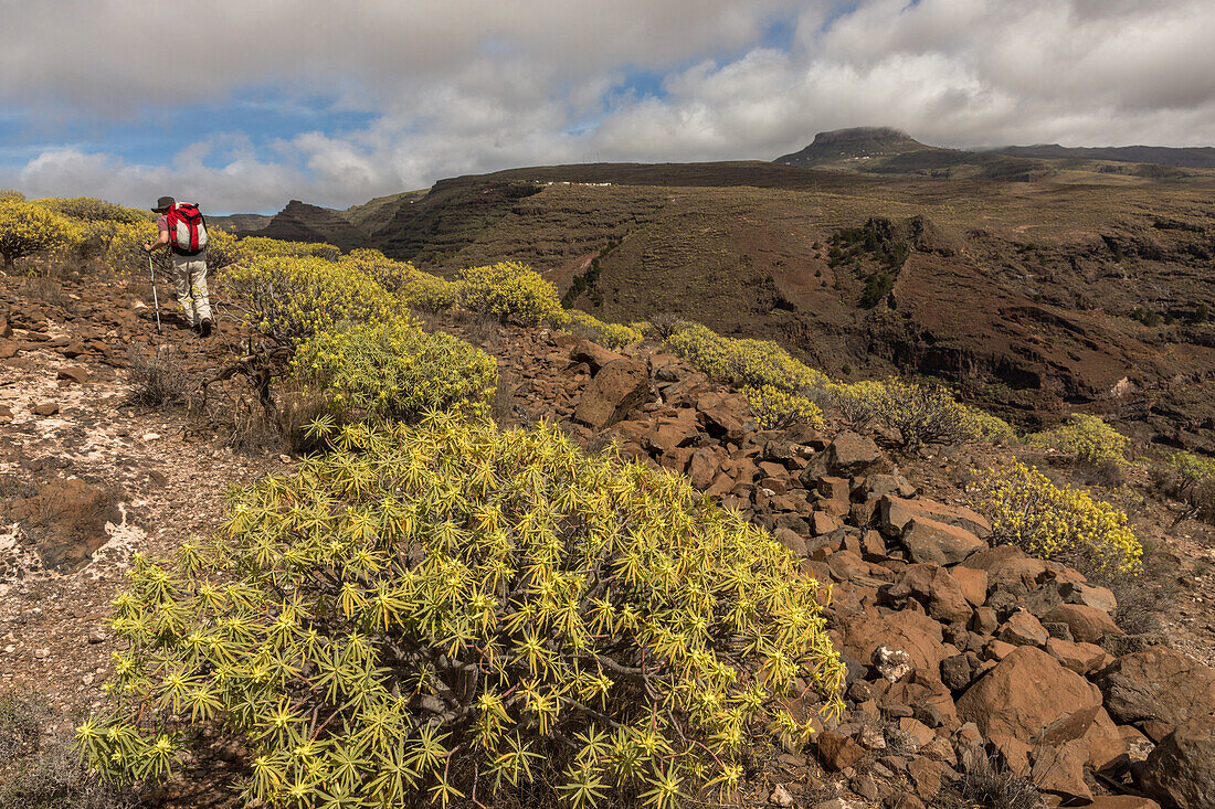 Euphorbia Büsche, Wanderweg Las Pilas, La Gomera, Kanaren, Kanarische Inseln, Spanien