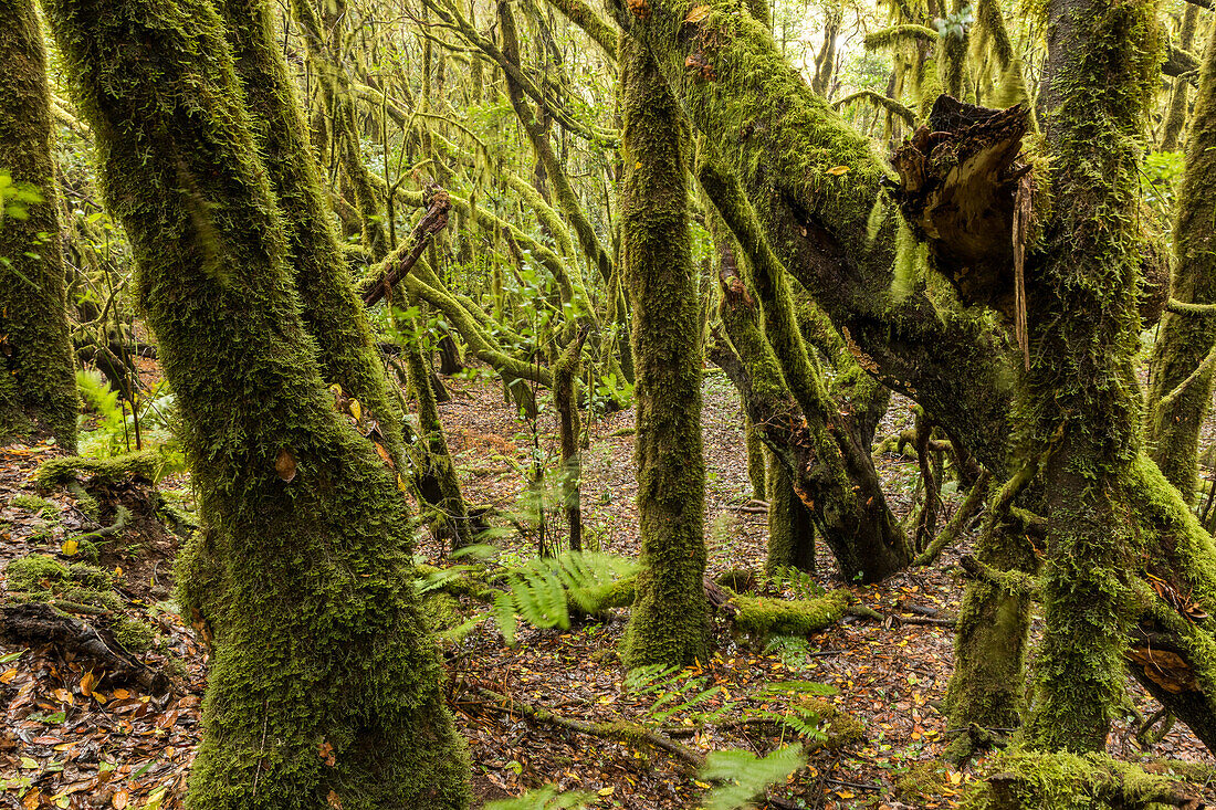 Laurel forest, Laurisilva, green moss, Garajonay National Park, Unesco World Heritage, La Gomera, Canary Islands, Spain