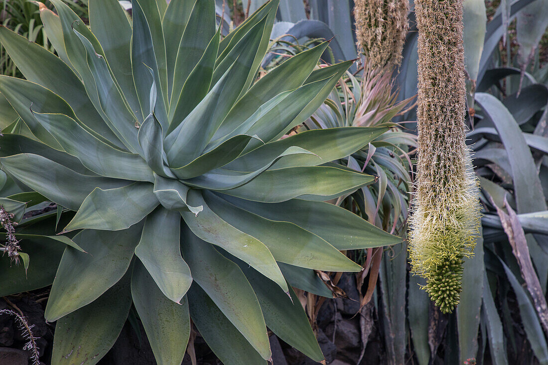 plants, agave, and a flowering agave, La Gomera, Canary Islands, Spain