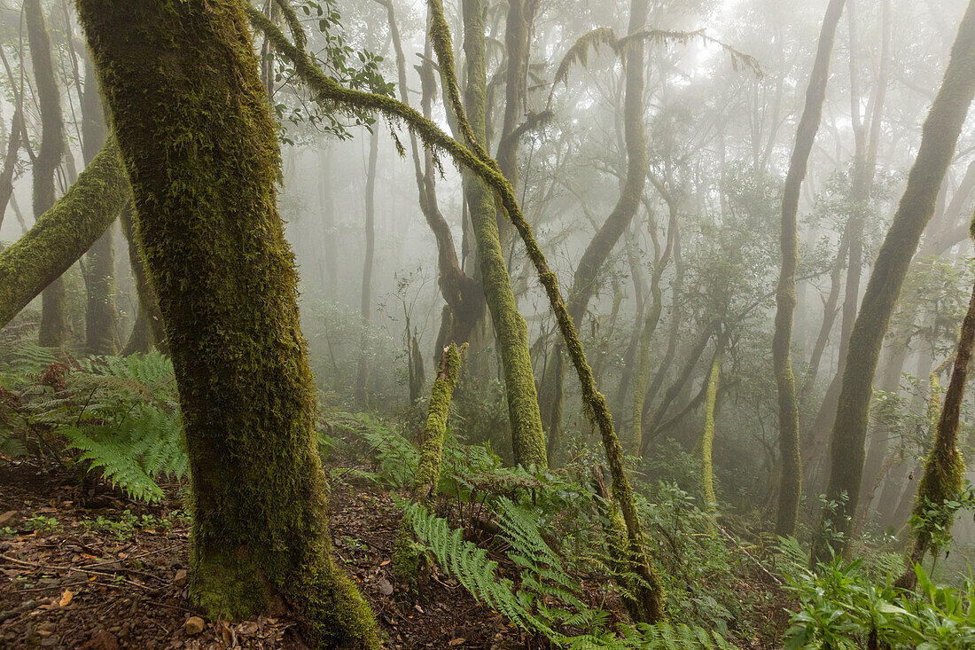 Bartflechten, immergrüner Nebelwald, Urwald, Lorbeerwald, Laurisilva in Nationalpark Garajonay, La Gomera, Kanaren, Kanarische Inseln, Spanien