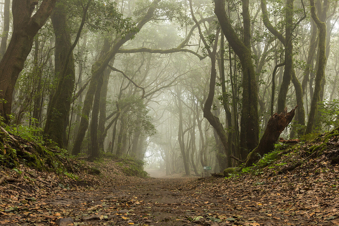 Wanderweg, immergrüner Nebelwald, Lorbeerwald, Laurisilva in Nationalpark Garajonay, Niemand, La Gomera, Kanaren, Kanarische Inseln, Spanien