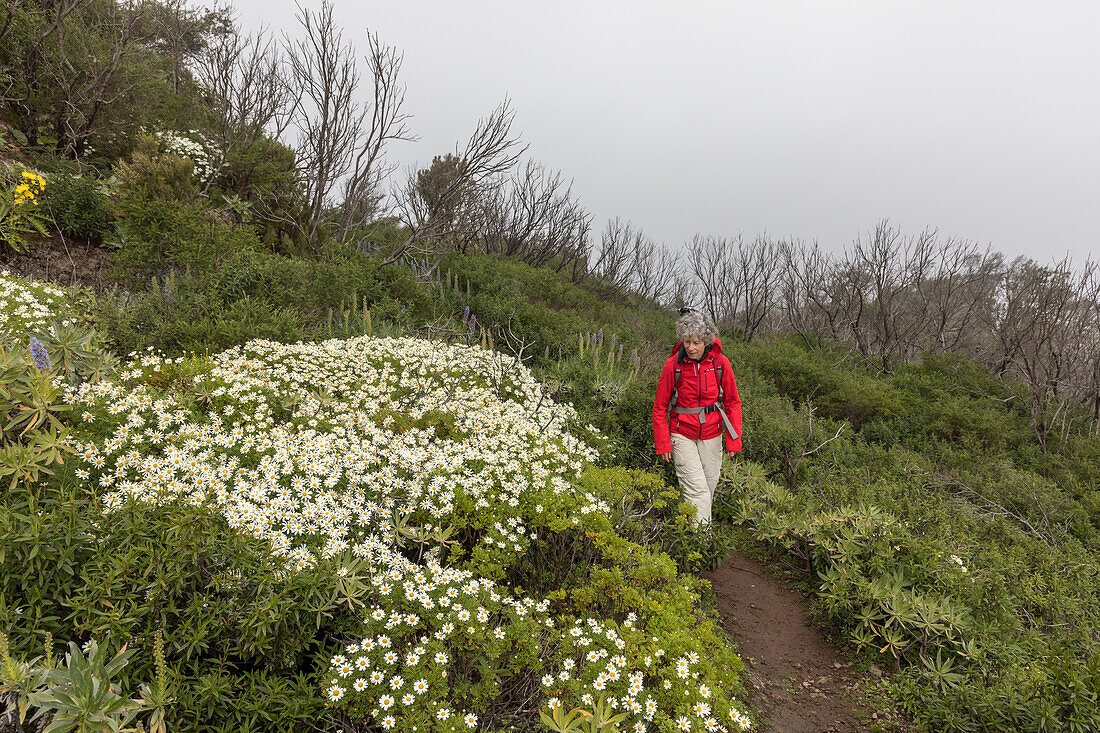 Wanderweg, Wandern, Frau mit Rucksack, rote Regenjacke, Blumen, Stauchmargerite endemisch auf La Gomera, Frühling, Kanaren, Kanarische Inseln, Spanien