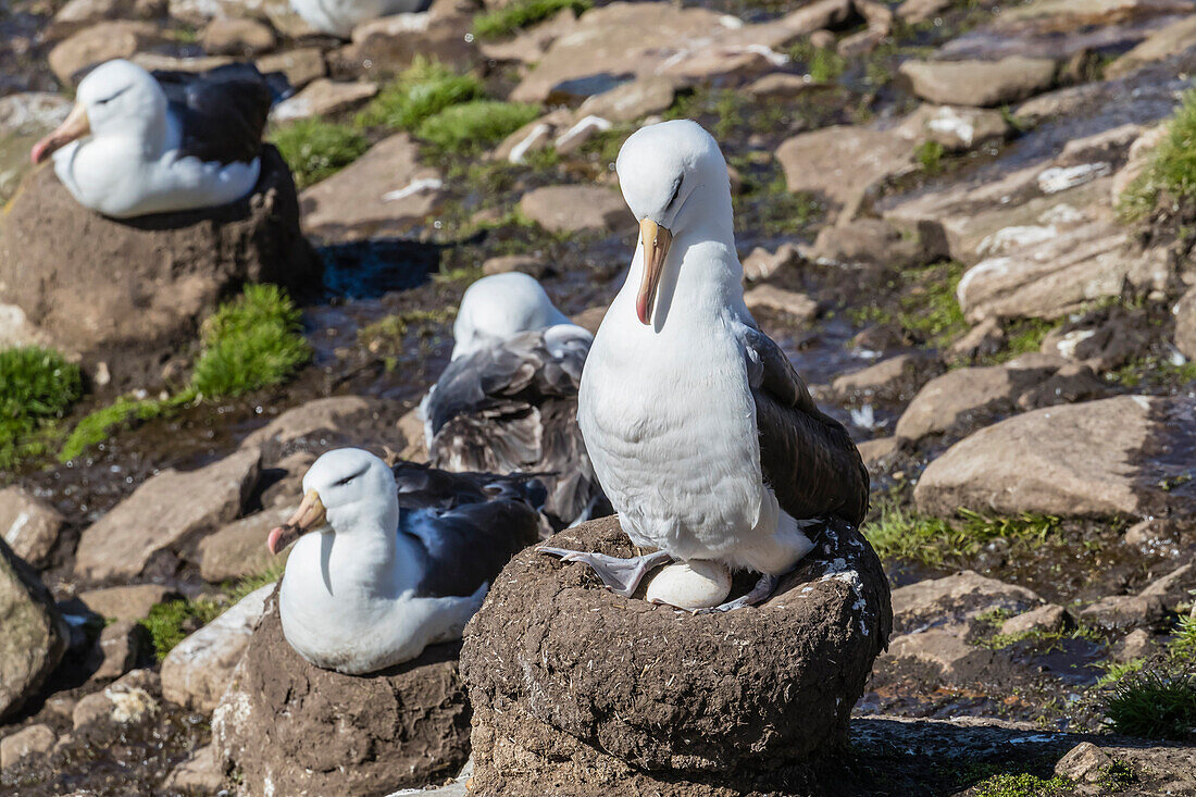 Black-browed albatross (Thalassarche melanophris) on egg in breeding colony on Saunders Island, Falkland Islands, South America