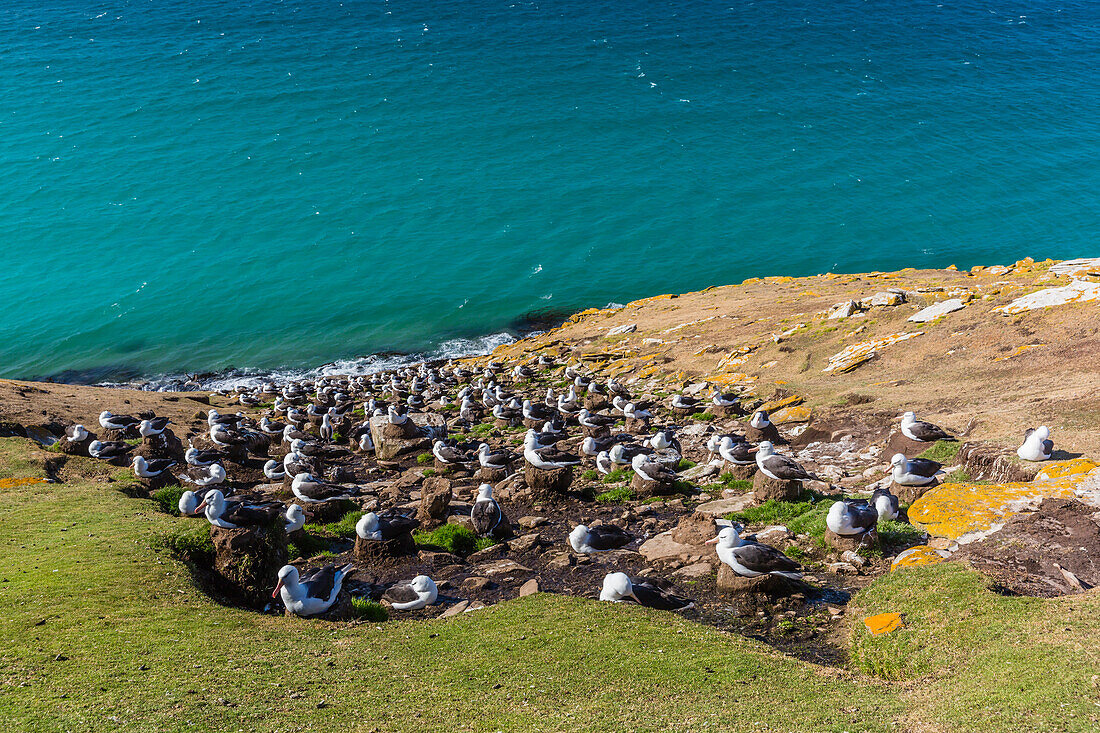 Black-browed albatross (Thalassarche melanophris) breeding colony on Saunders Island, Falkland Islands, South America