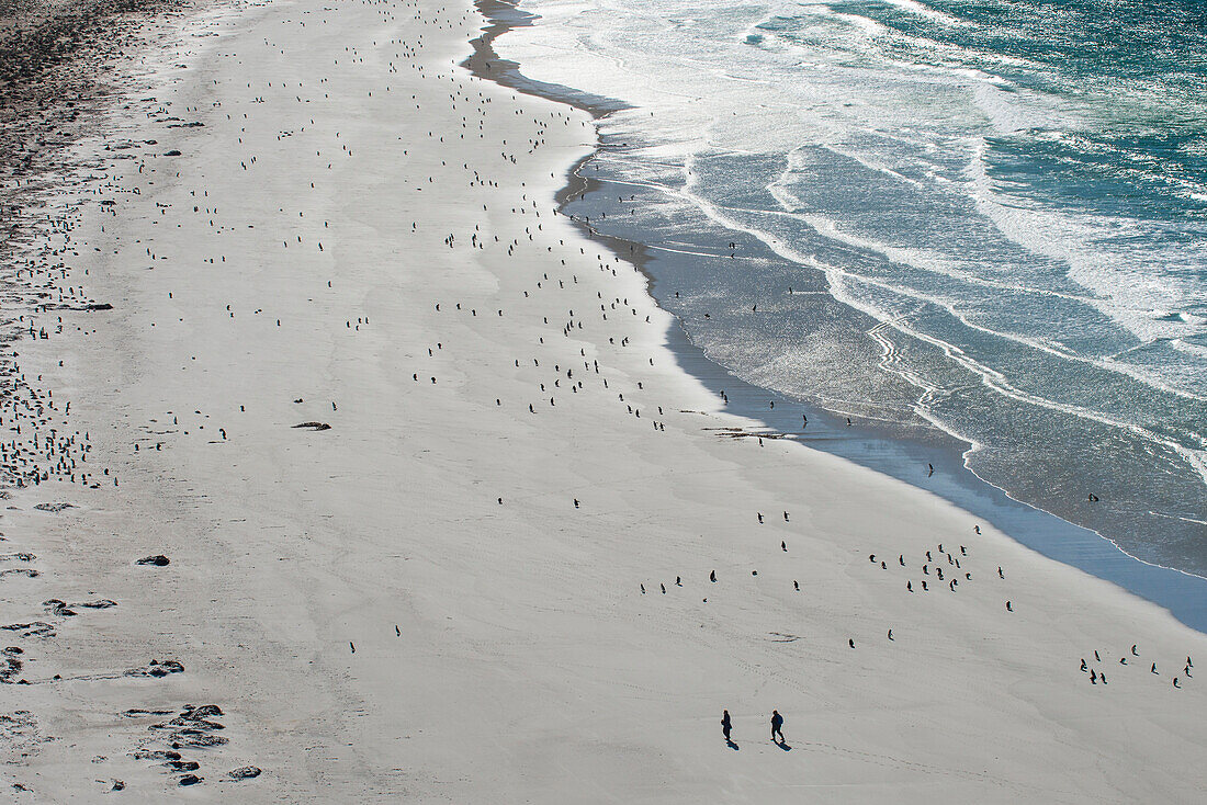 Tourists walking between a huge numbers of Long-tailed gentoo penguins (Pygoscelis papua), Saunders Island, Falklands, South America