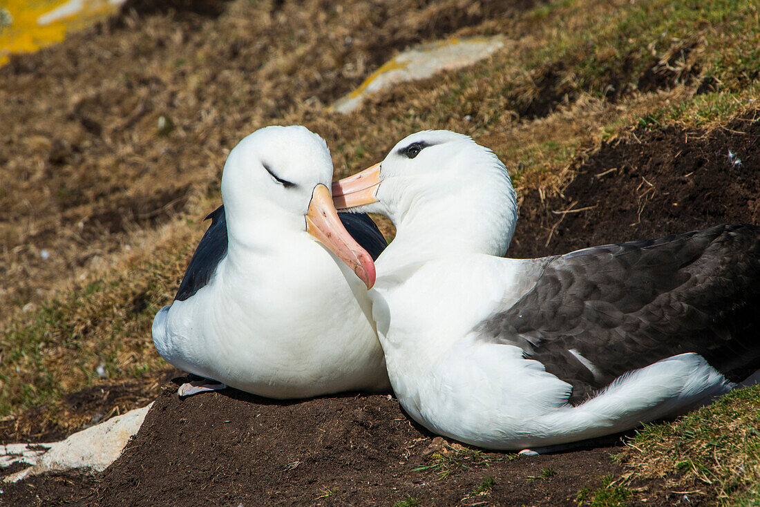 Colony of black-browed albatross (Thalassarche melanophris), Saunders Island, Falklands, South America