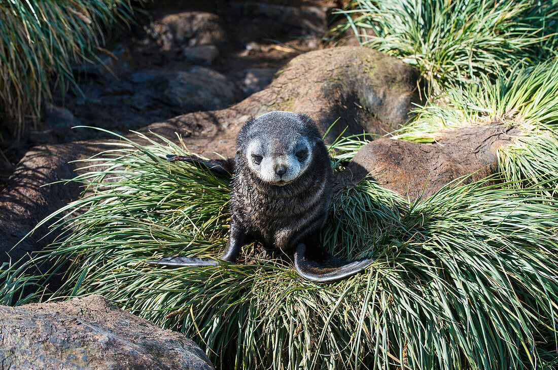 Young Antarctic fur seal (Arctocephalus gazella), Prion Island, South Georgia, Antarctica, Polar Regions