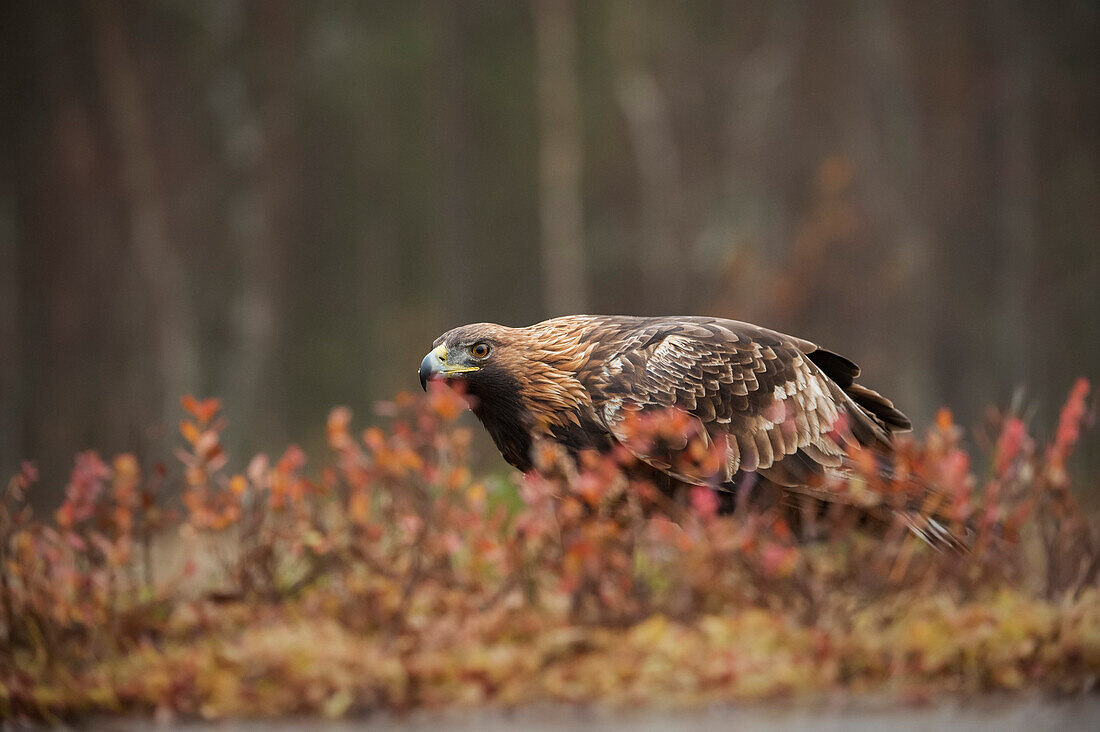 Golden eagle (Aquila chrysaetos), Sweden, Scandinavia, Europe