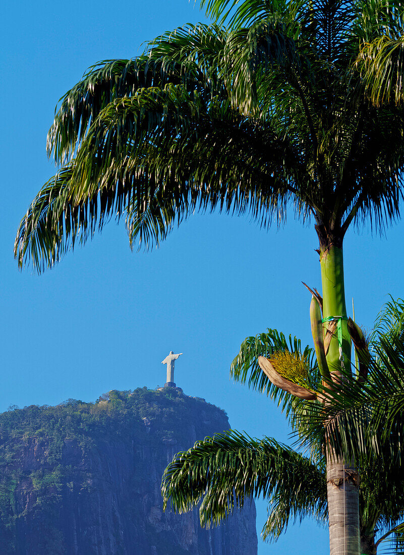 Corcovado and Christ statue viewed through the palm trees of the Botanical Garden, Zona Sul, Rio de Janeiro, Brazil, South America