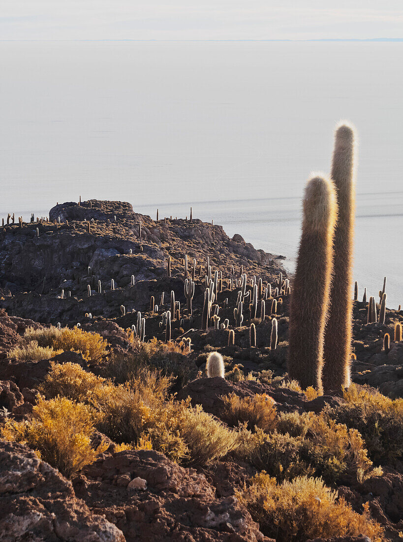 View of Incahuasi Island with its gigantic cacti, Salar de Uyuni, Daniel Campos Province, Potosi Department, Bolivia, South America