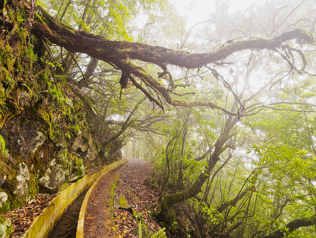 View of the Levada da Serra do Faial on the part from Ribeiro Frio to Portela, Madeira, Portugal, Europe