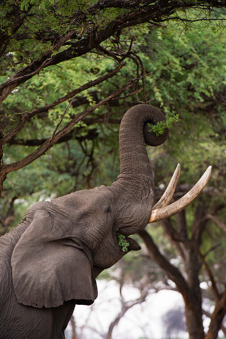An African elephant (Loxodonta africana) browsing on tree leaves, Khwai Concession, Okavango Delta, Botswana, Africa