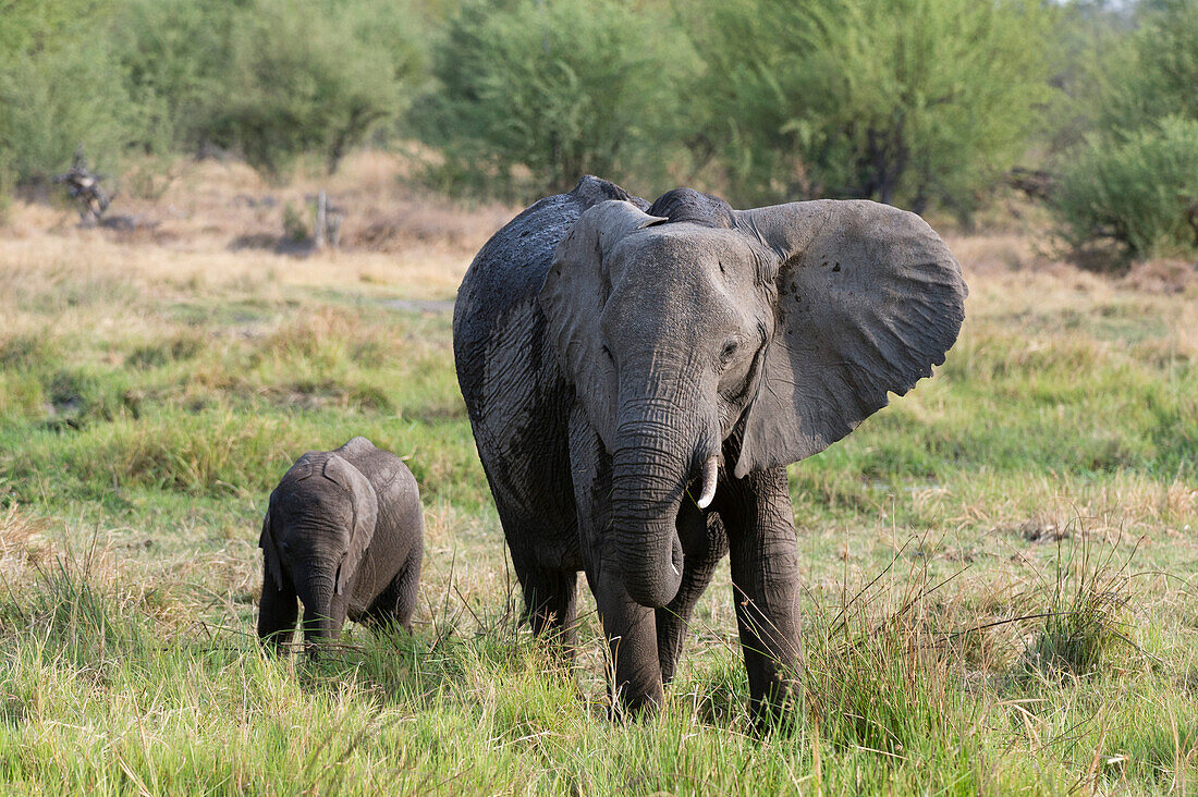 An African elephant (Loxodonta africana) with its calf, Khwai Concession, Okavango Delta, Botswana, Africa