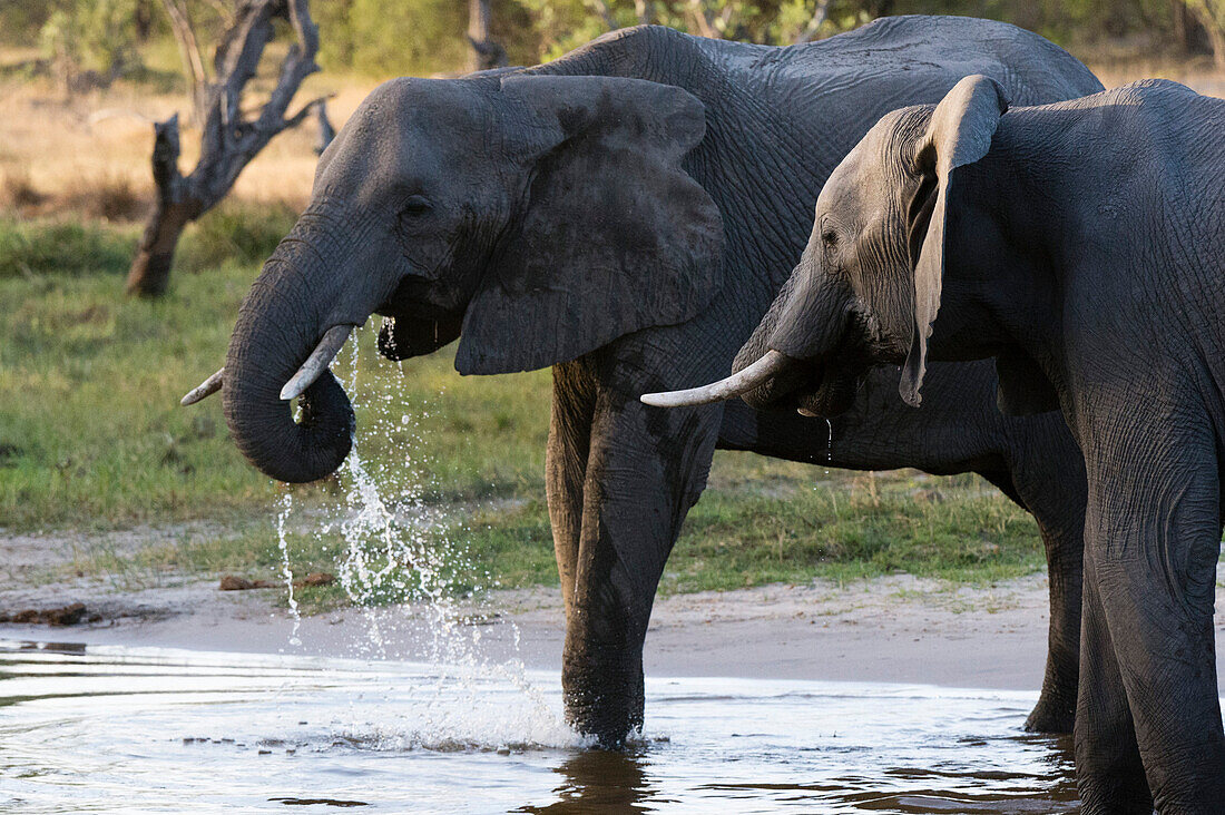 Elephant (Loxodonta africana), Khwai Concession, Okavango Delta, Botswana, Africa