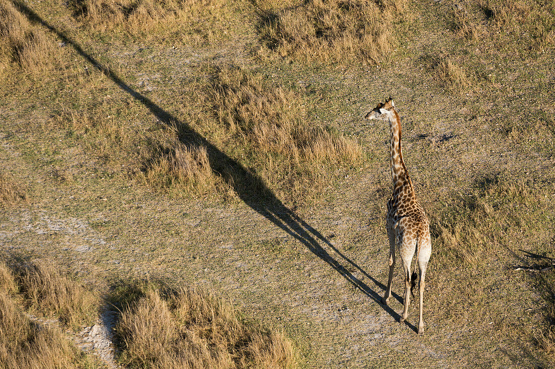 An aerial view of a giraffe (Giraffe camelopardalis) walking in the Okavango Delta, Botswana, Africa