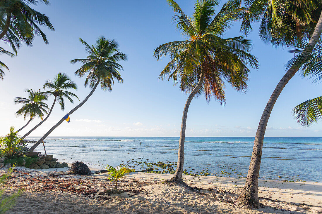 Savannah Beach, Bridgetown, Christ Church, Barbados, West Indies, Caribbean, Central America